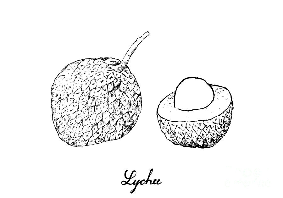 Hand Drawn of Lychee Fruits on White Background Drawing by Iam Nee
