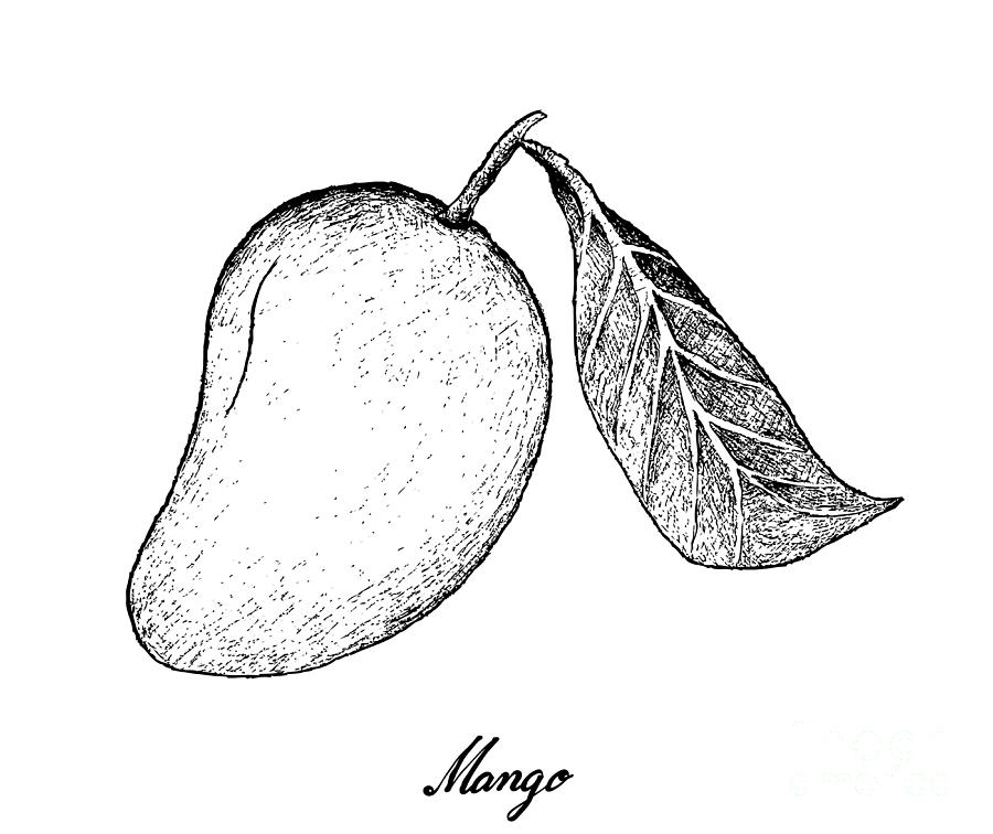 Hand Drawn Of Mango Fruits On White Background Drawing by ...