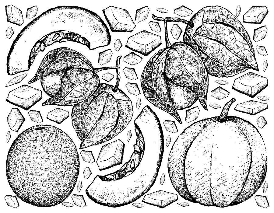 Hand Drawn of Muskmelon Fruit on White Background #1 Drawing by Iam Nee -  Pixels