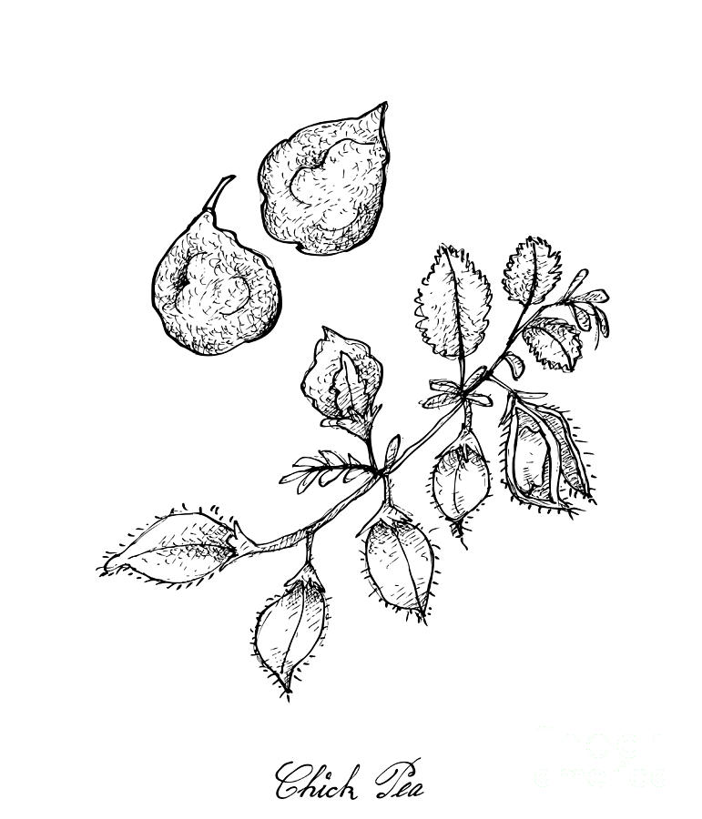 Pea plant stock illustration. Illustration of plant - 167418570
