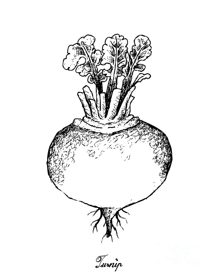 turnip drawing