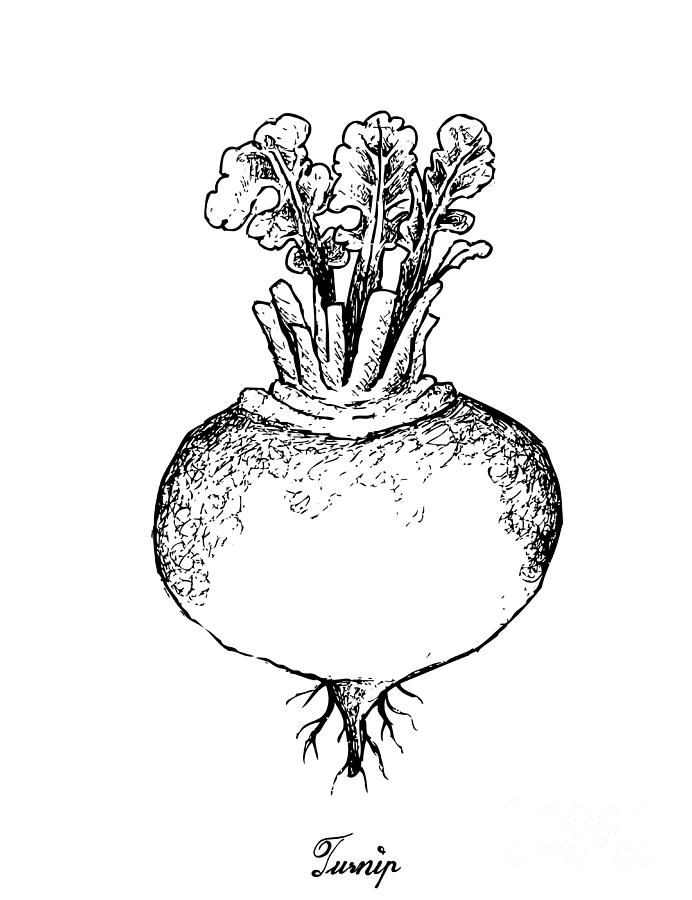 Hand Drawn of Purple Turnip on White Background Drawing by Iam Nee