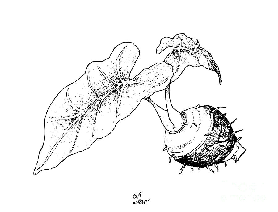 taro plant drawing