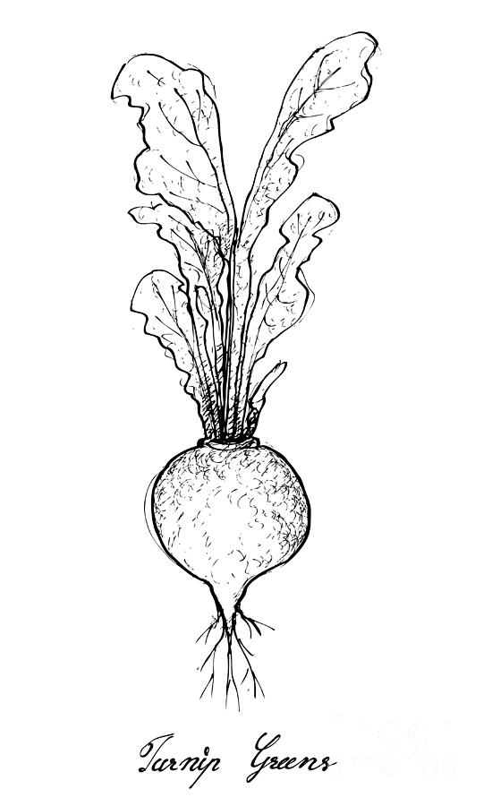 turnip drawing