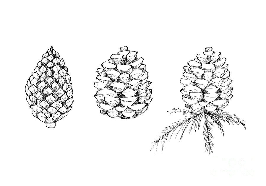 Drawing Pine Cones / Ballpoint Pen Study / Scribble Art Therapy / Day 021 -  YouTube