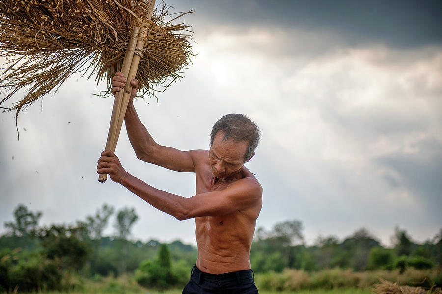 Hand Harvesting 4 Photograph by Lee Craker