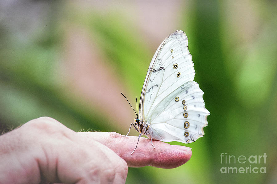 Hand Held White Morpho Butterfly Photograph by Sharon McConnell