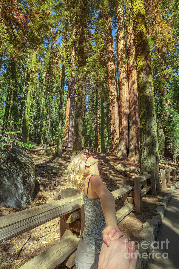 Hand in hand Sequoia Forest Photograph by Benny Marty