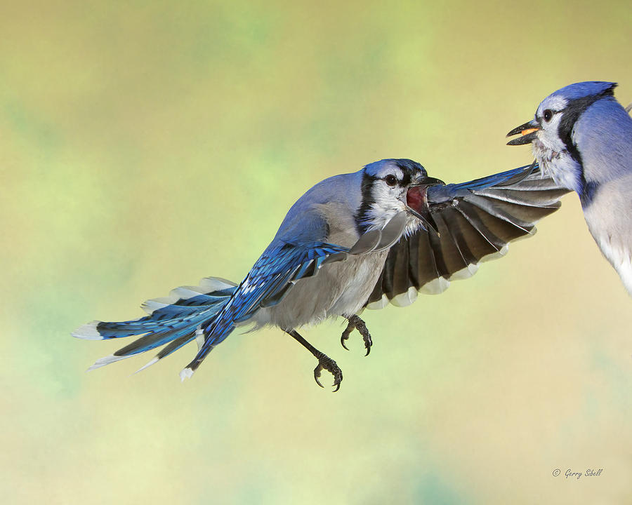 Speak Beak Photograph by Gerry Sibell
