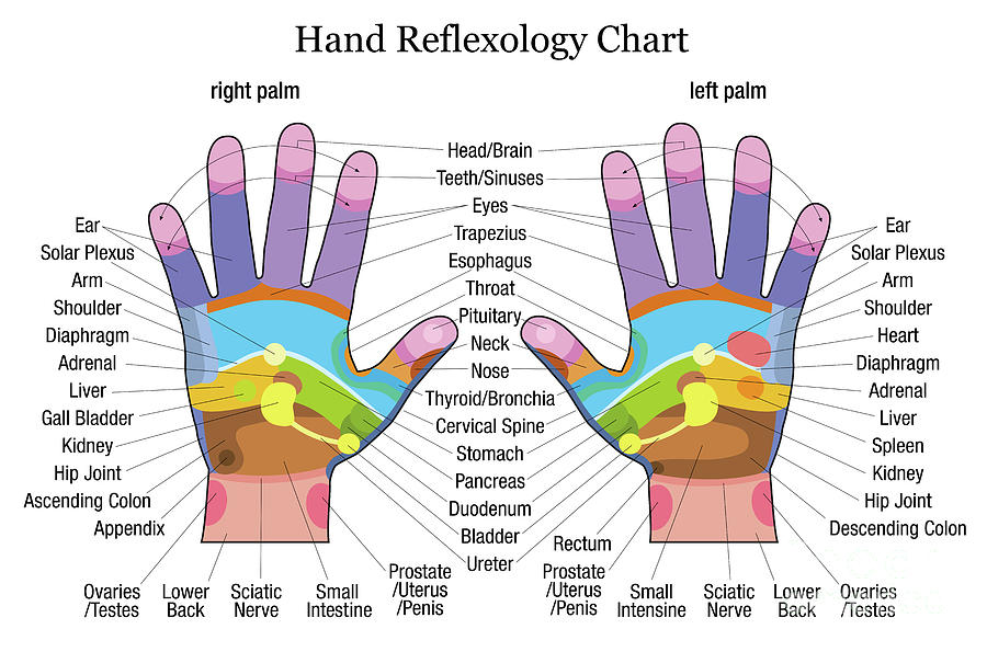 Hand Body Chart