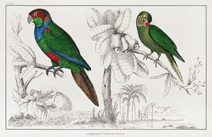 Handcolored Tableau Of Two Parakeets Drawing