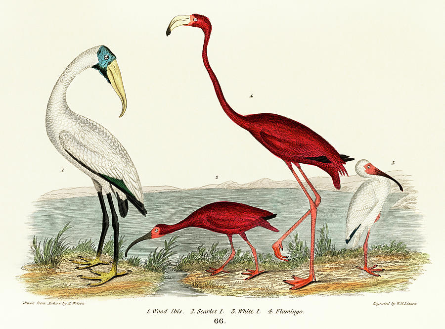 Handcolored wood ibis and scarlet flamingo Painting by Vincent Monozlay