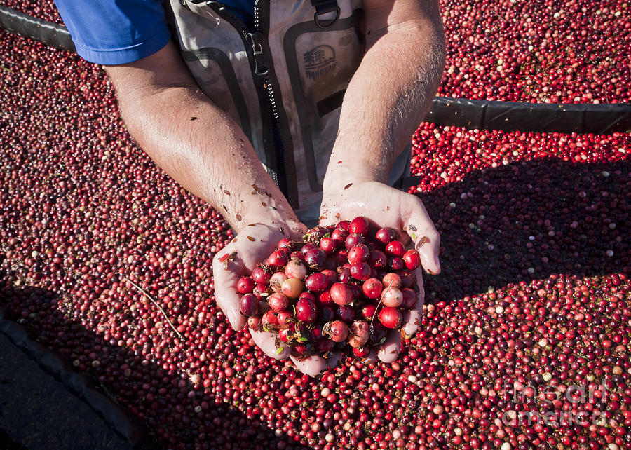 Handful of Cranberries Photograph by Chris Dutton