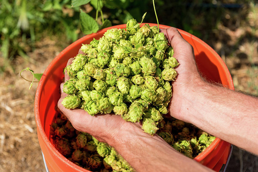 Handful of Hops During Late Summer Harvest at HOPS ENVY in Gardnerville, Nevada Photograph by Brian Ball