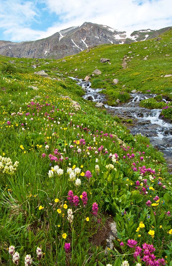 Handies Peak and Alpine Meadow Photograph by Cascade Colors