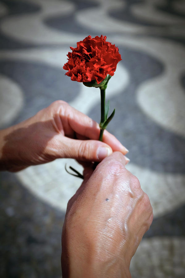 Nature Photograph - Hands and Carnation by Carlos Caetano