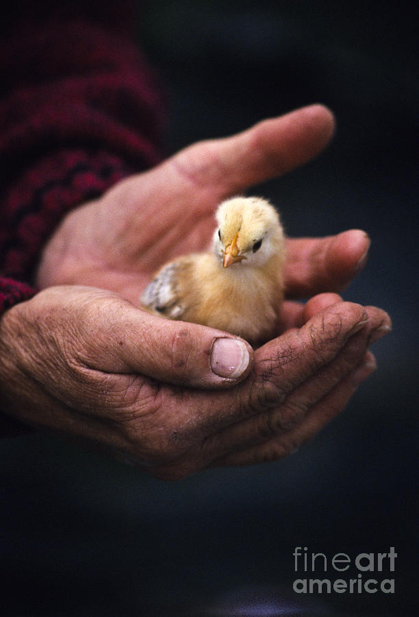 Hands Cradling New Life Photograph by Paulette Sinclair