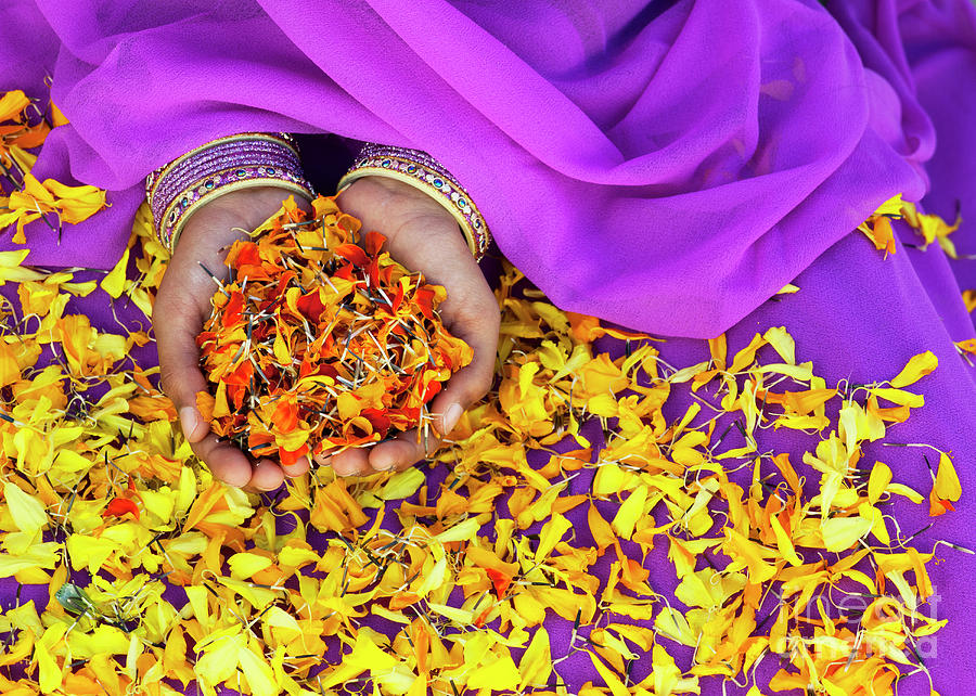 Hands Holding Marigold Petals Photograph by Tim Gainey