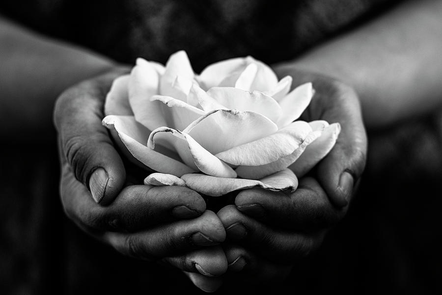 Hands offering rose in black and white Photograph by Vishwanath Bhat