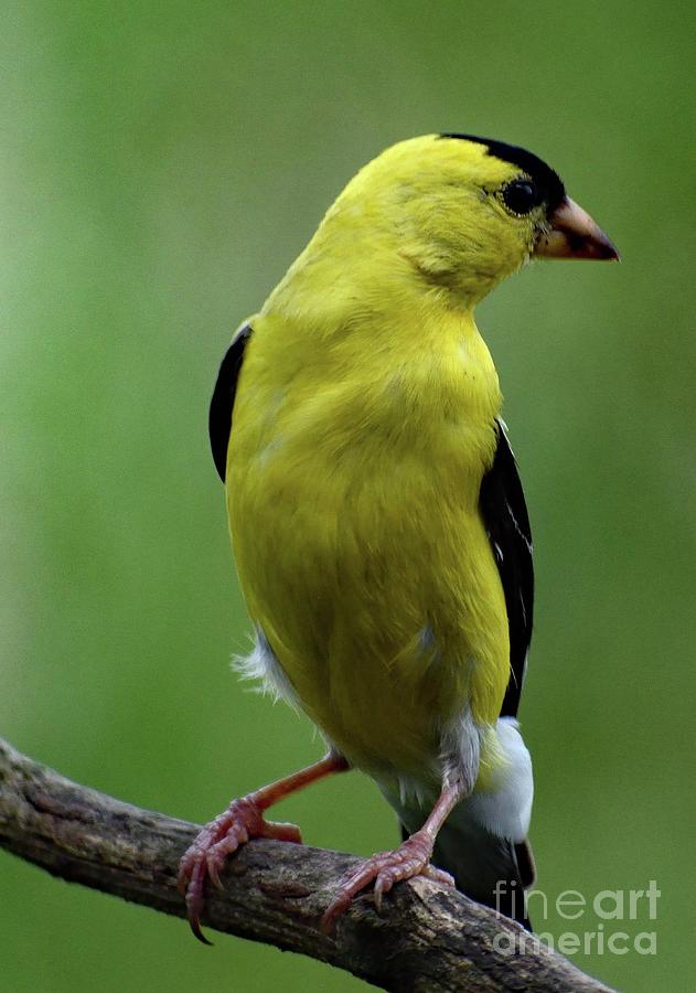 Handsome American Goldfinch Photograph