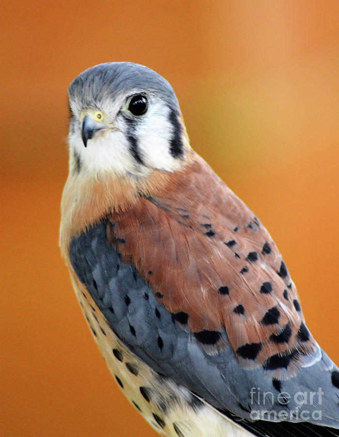 Handsome American Kestrel Photograph by Kathy Kelly