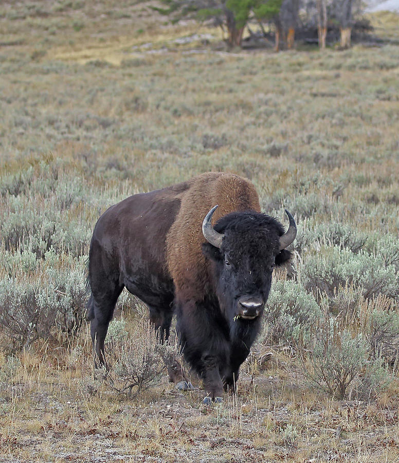 Handsome Bison Bull Photograph by Jean Clark