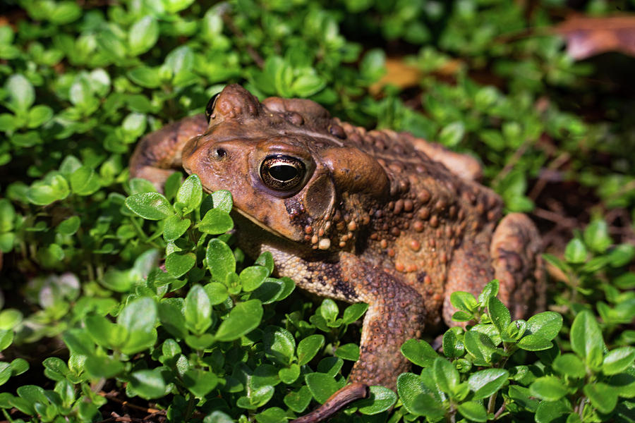 Handsome Bufo Toad Photograph by Douglas Barnett