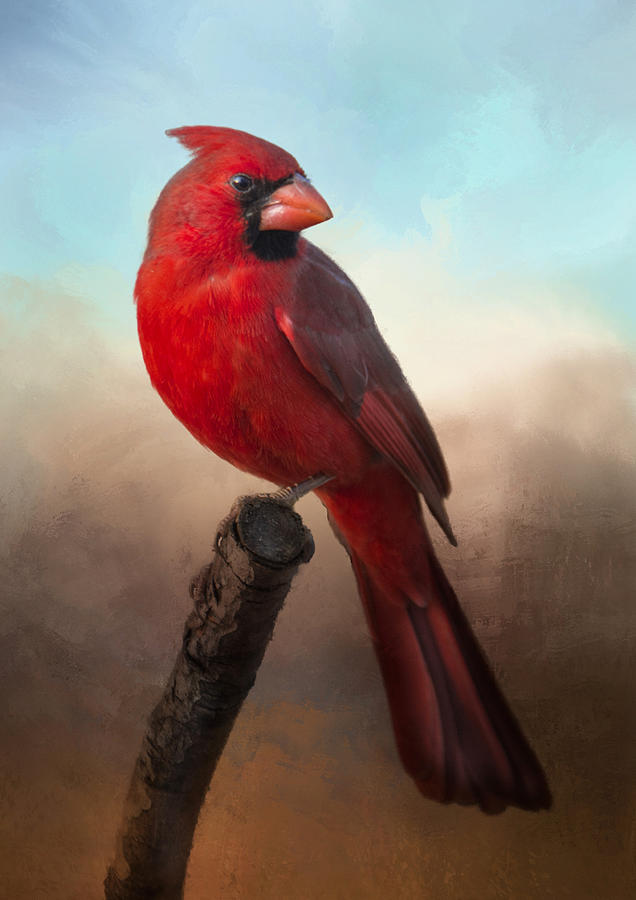 Handsome Cardinal by Barbara Manis Handsome Cardinal by Barbara Manis