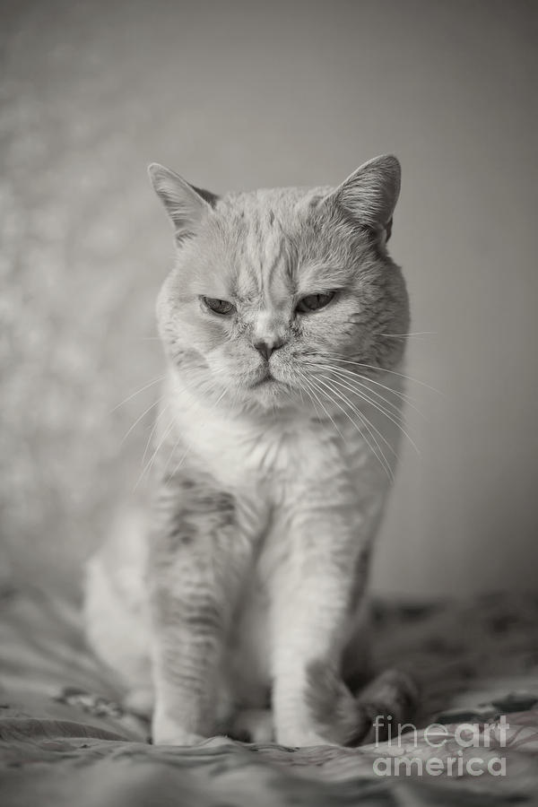 Handsome Cat Photograph by Aiolos Greek Collections