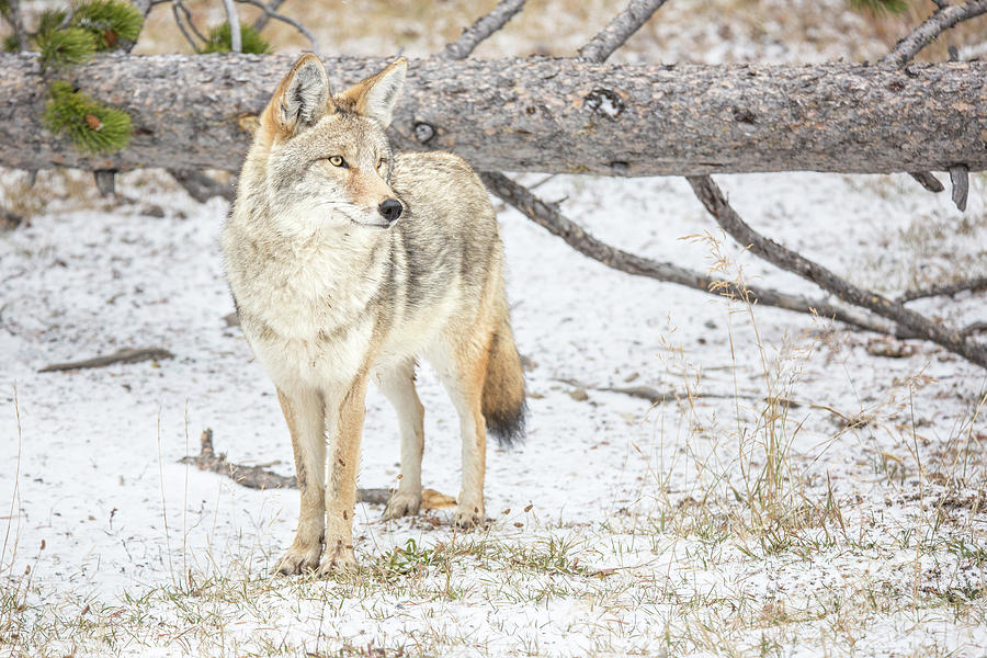 Handsome Coyote Photograph by Carolyn Fox - Pixels