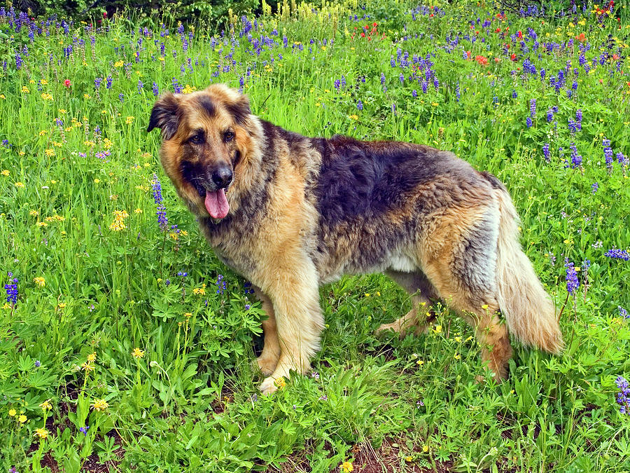 Handsome Dog in Wildflowers Photograph by Sally Weigand
