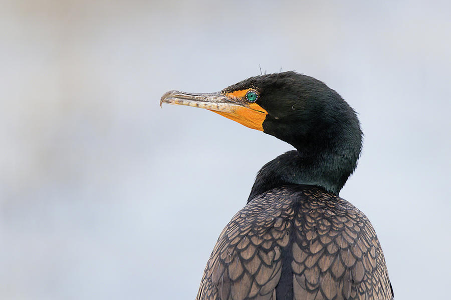 Handsome Double-Crested Cormorant Photograph by Dawn Currie