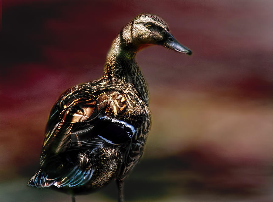 Handsome Duck Photograph by Joan Bertucci