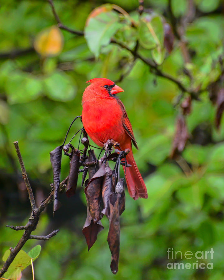 Handsome Fella - Male Cardinal Photograph by Kerri Farley
