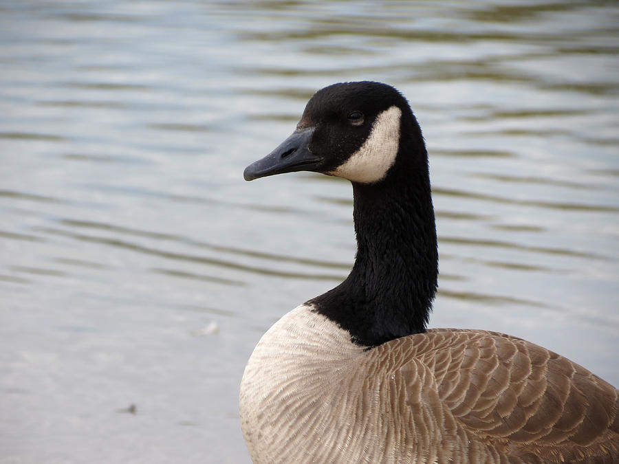 Wildlife Photograph - Handsome Goose by Laurel Powell