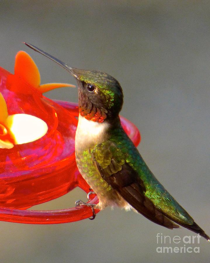 Handsome Hummer Photograph by Jean Wright