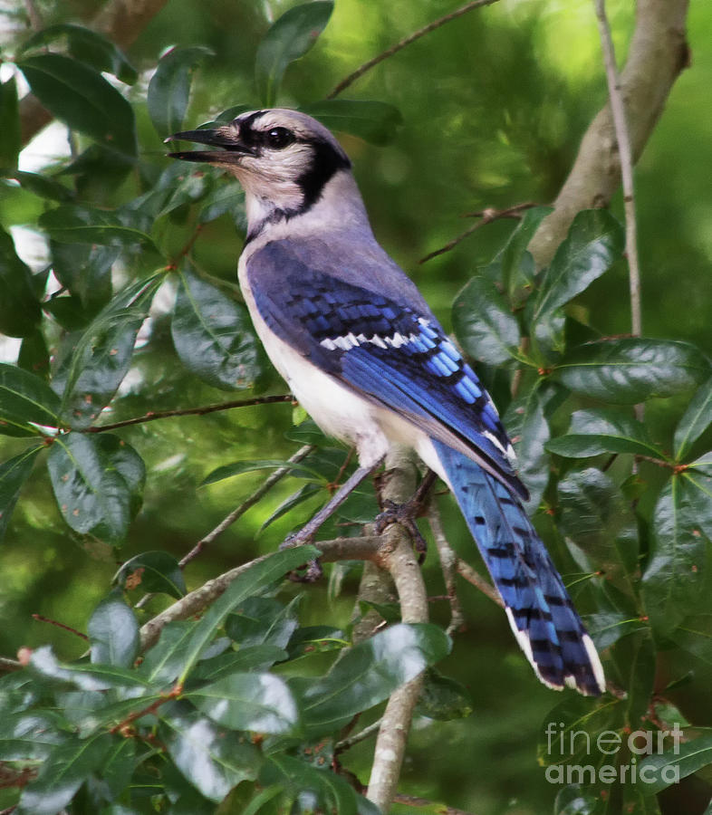 Handsome Jay Photograph by Michelle Tinger