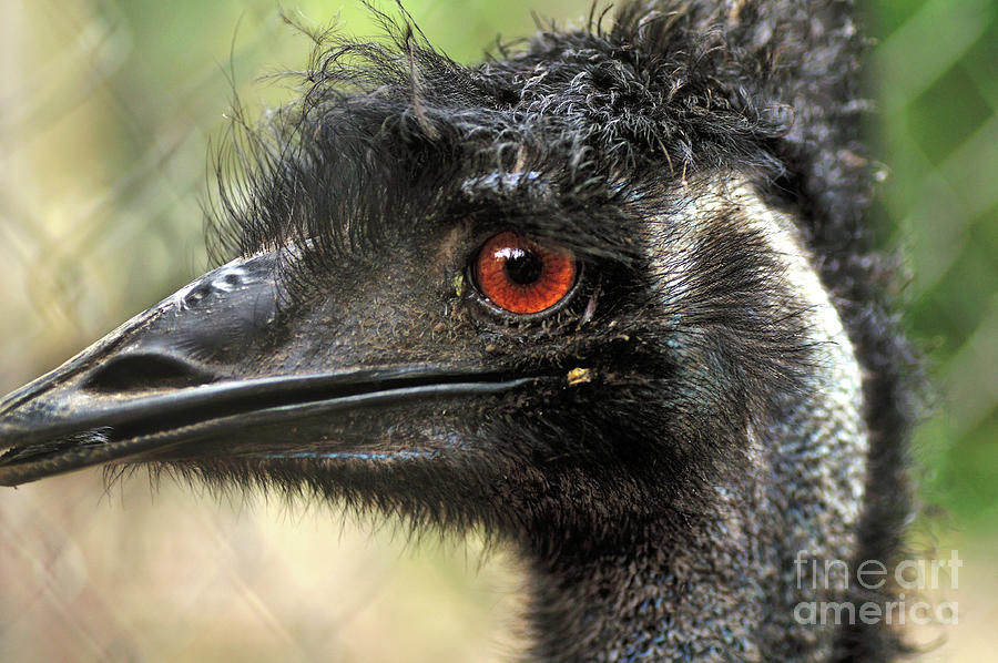 Emu Photograph - Handsome by Kaye Menner