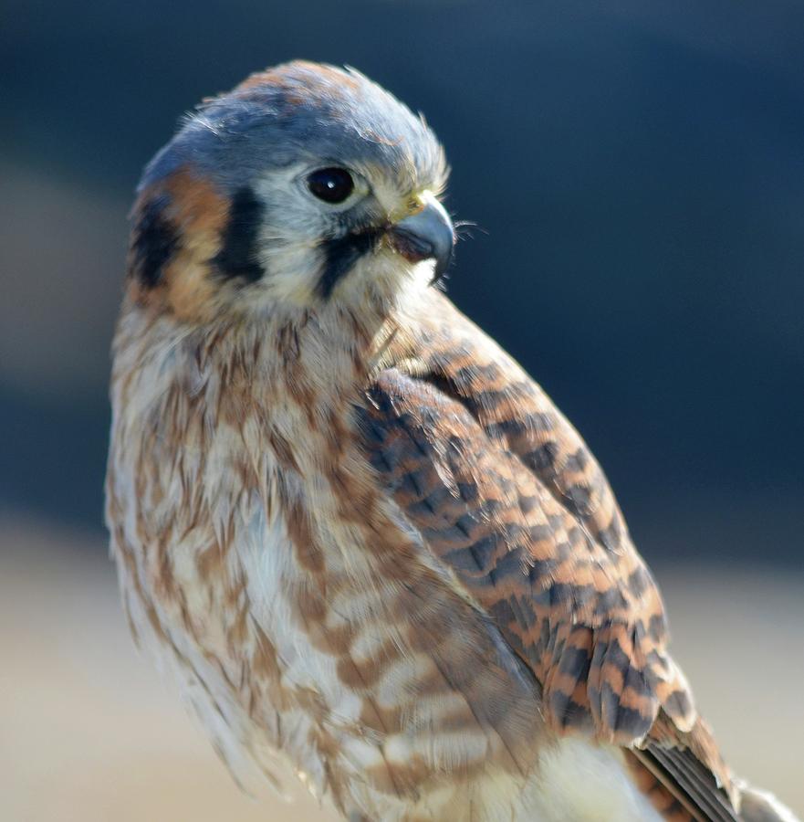 Handsome Kestrel in Profile Photograph by Richard Bryce and Family