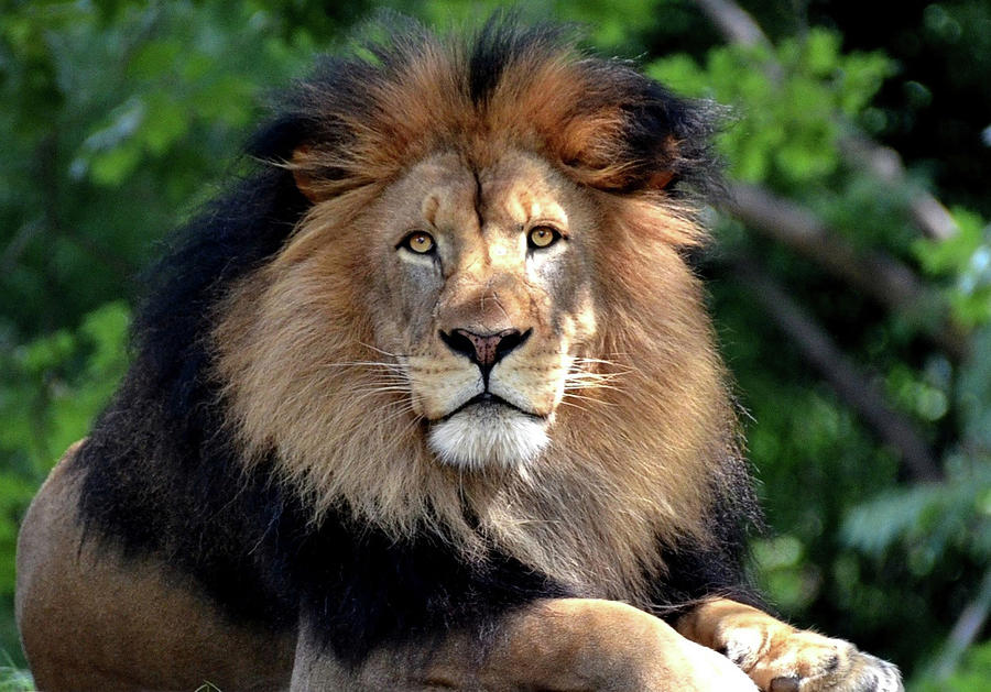 Handsome King Photograph by Ronda Ryan