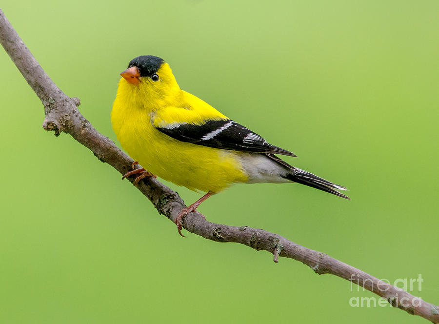 Handsome Male Goldfinch Photograph by Cheryl Baxter