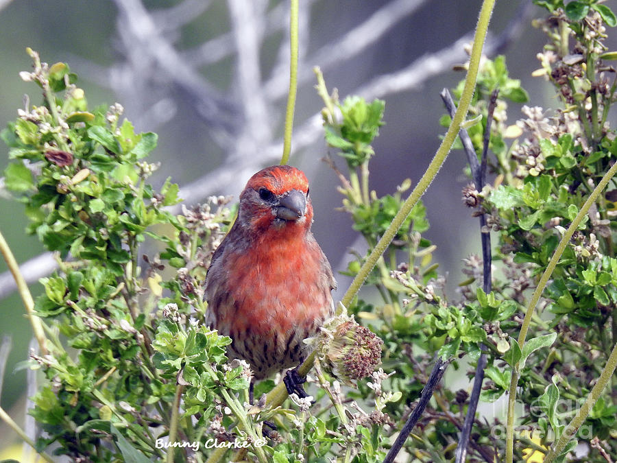 Handsome Male House Finch Photograph by Bunny Clarke
