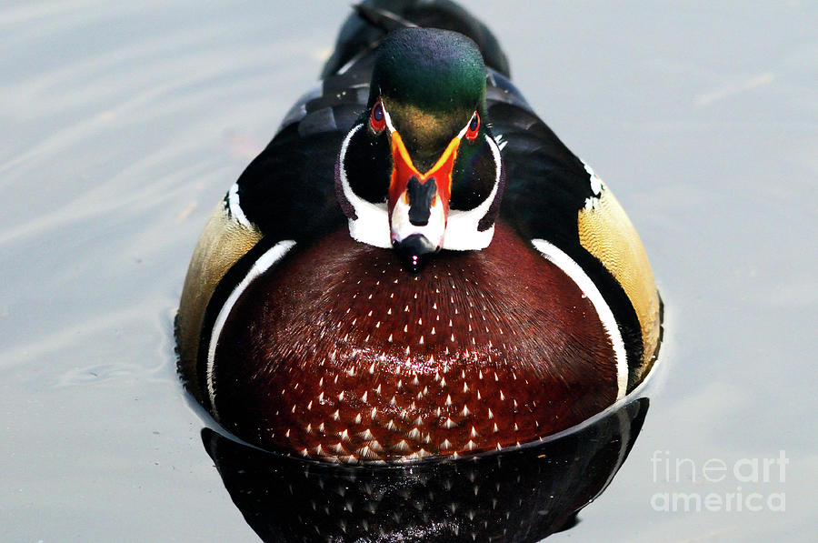 Handsome Male Wood Duck  Photograph by Terry Elniski