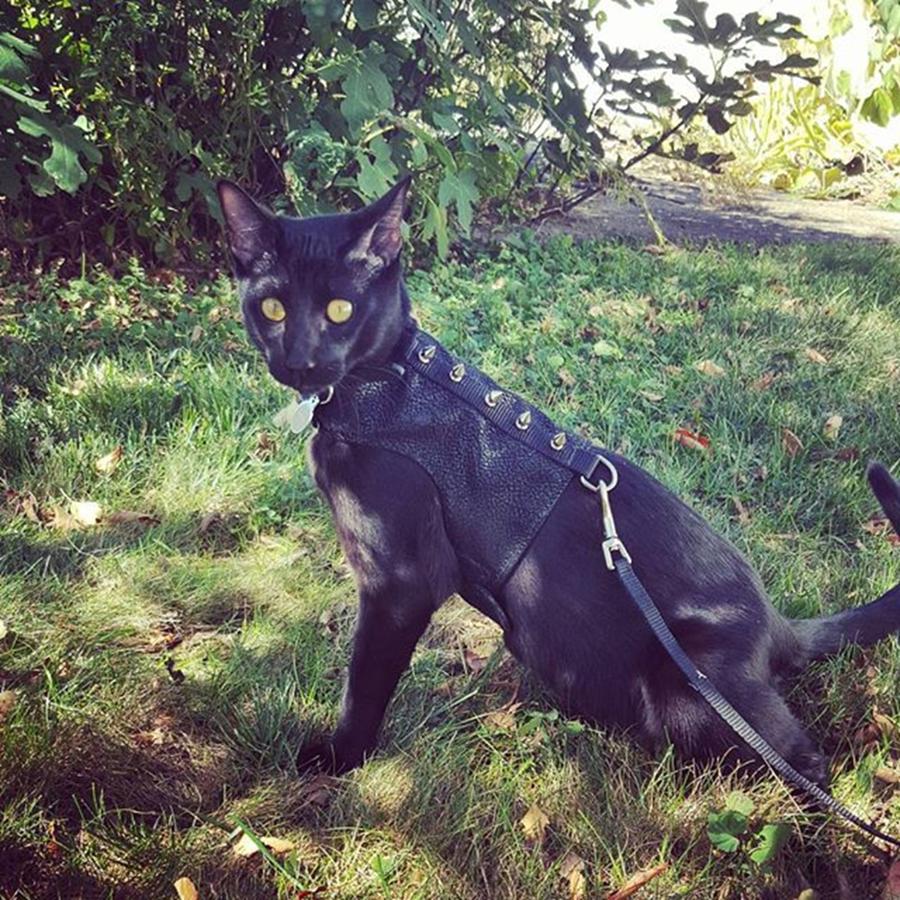 Fall Photograph - Handsome Man Striking A Pose by Sirius Black Adventure Cat