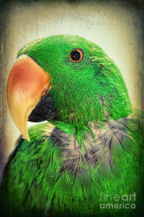 Handsome Parrot Photograph by Kasia Bitner