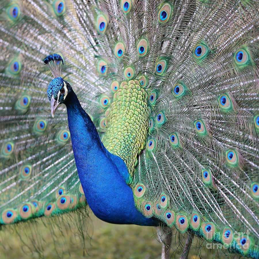 Handsome Peacock Photograph by Carol Groenen