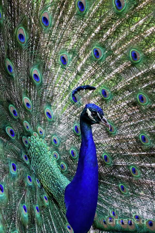 Handsome Peacock Photograph by Sabrina L Ryan