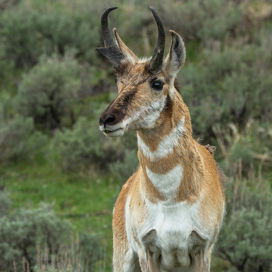 Handsome Pronghorn In Rut Photograph by Yeates Photography