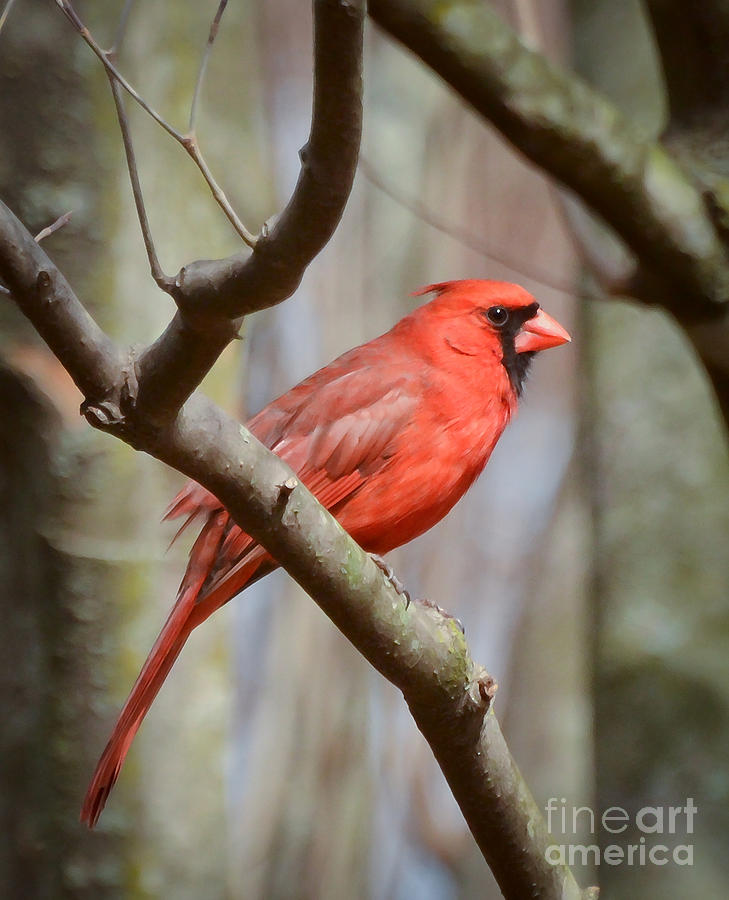 Handsome Red Photograph by Kerri Farley