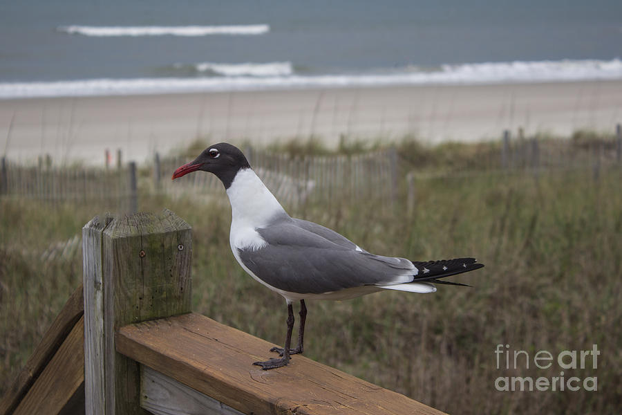 Handsome Seagull Photograph by Roberta Byram